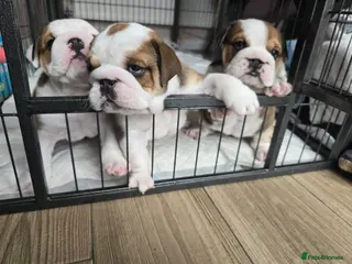 English Bulldog dogs 2🐶KC❗️registered English bulldog puppies✨️🔥 - Advert 2
