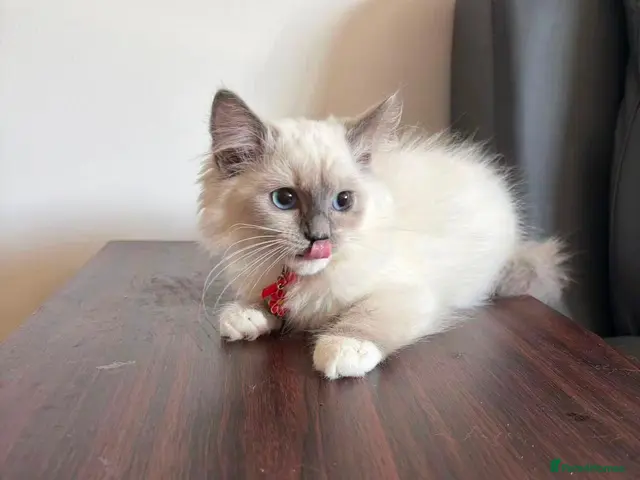 Ragdoll cats for sale: 6 perfect ragdoll kittens - Advert 13