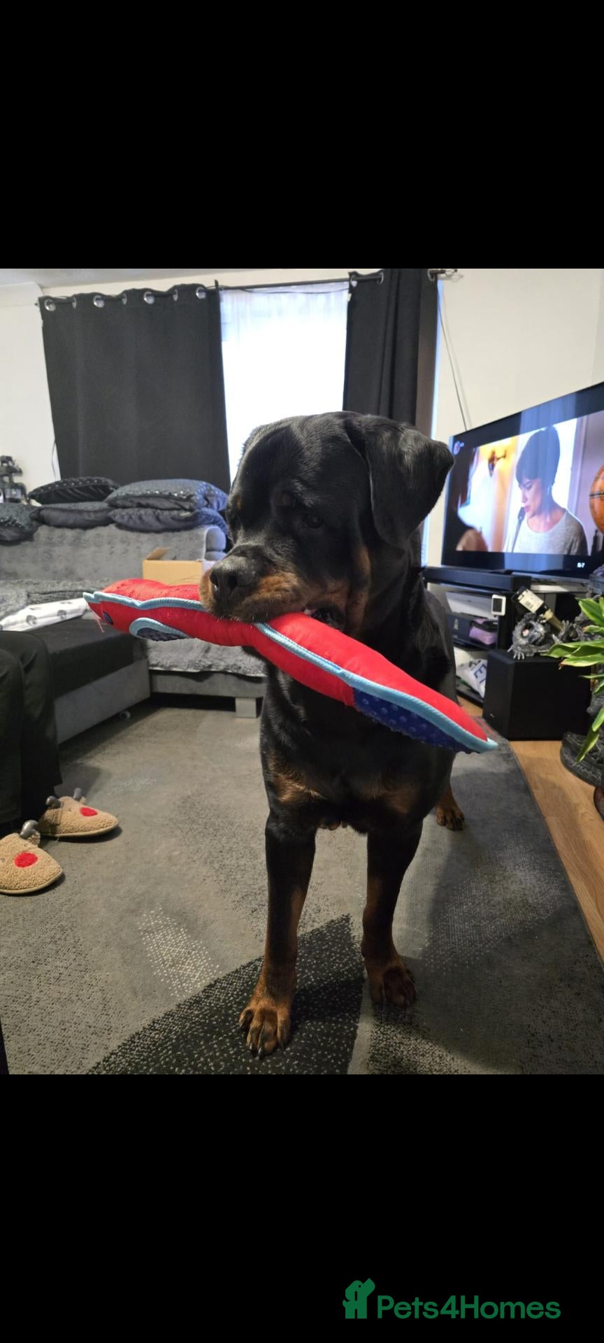 Rottweiler dogs Stunning Kc reg rottweiler puppies  - Advert 1