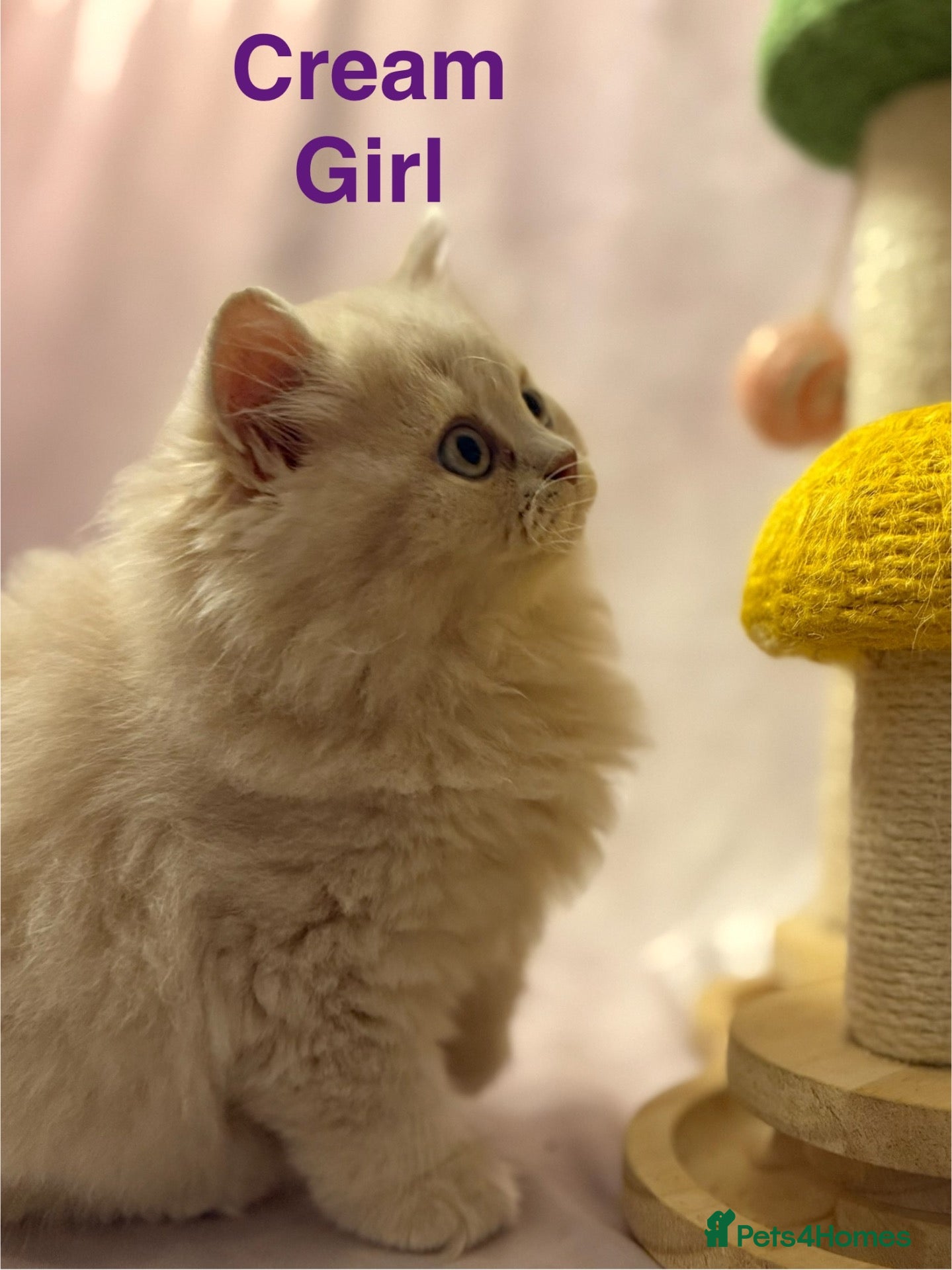 British Shorthair cats Registered Pedigree British Shorthair & Longhair  - Advert 2