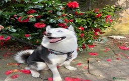 Siberian Husky dogs for stud: Stunning Blue eye Sibrian Husky for Stud  in Liverpool - Image 14