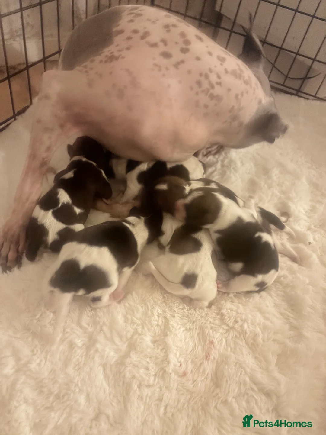 Plummer Terrier dogs for sale: Plummer terrier / American hairless terrier  - Advert 3