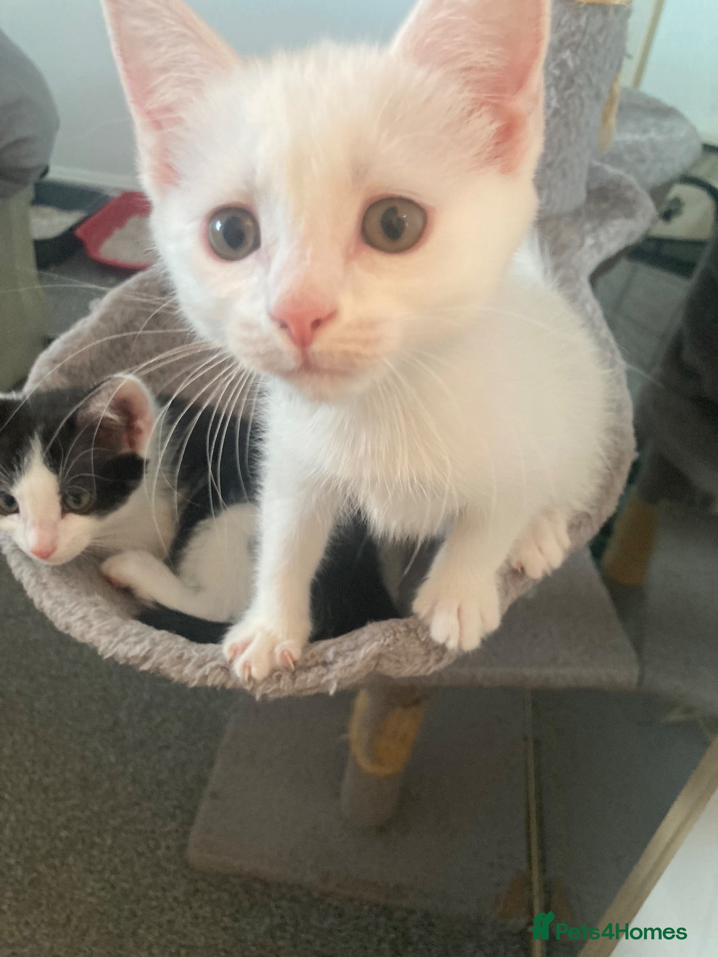 Mixed Breed cats 🐈‍⬛🐈Very unusual kittens 🐈‍⬛  - Advert 7