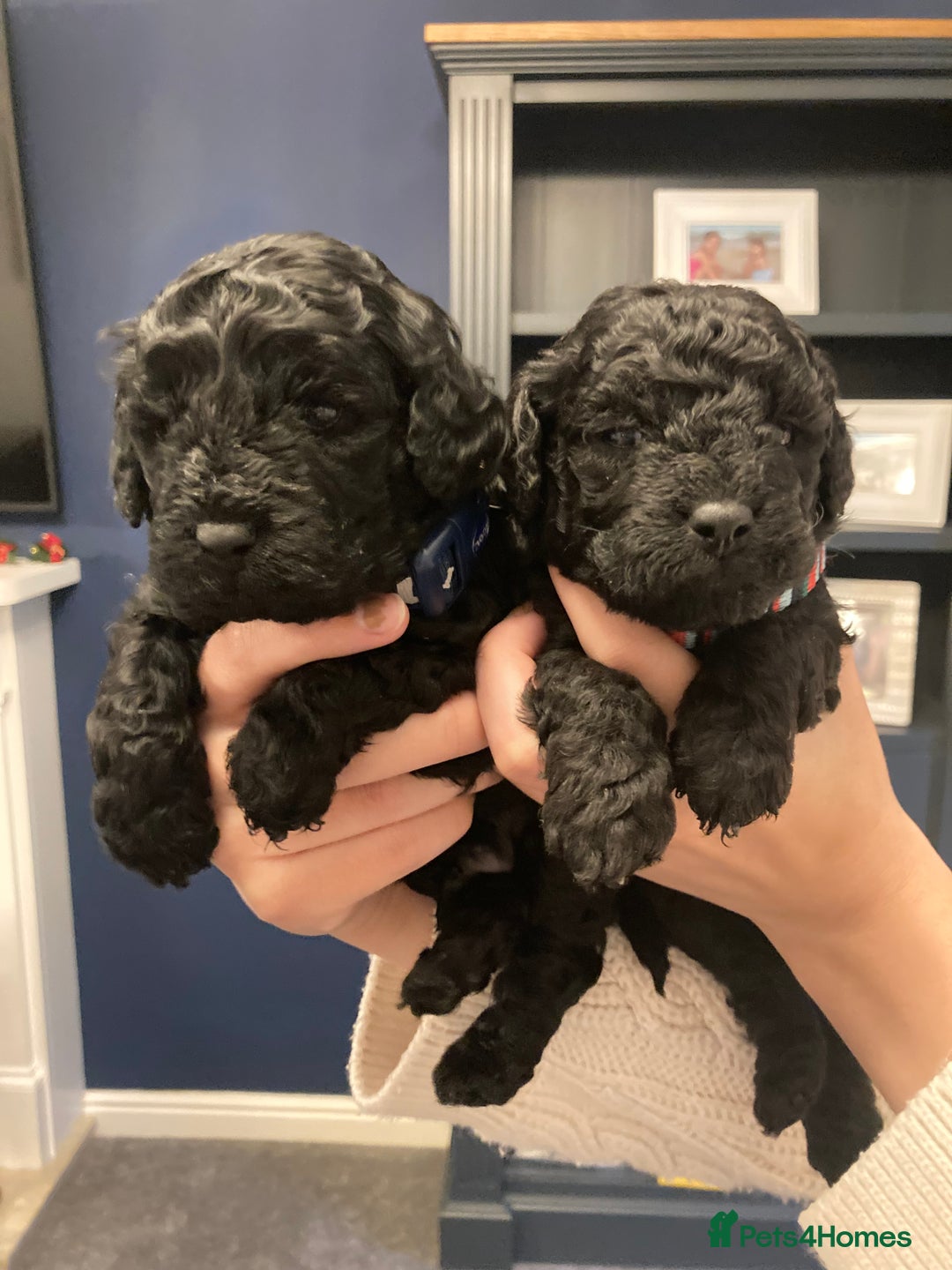 Cavapoo dogs for sale: F1b cavapoo puppies - Advert 12