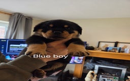 Rottweiler dogs for sale: Chunky Rottweiler puppies - Image 1