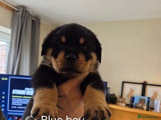 Rottweiler dogs - Advert 6