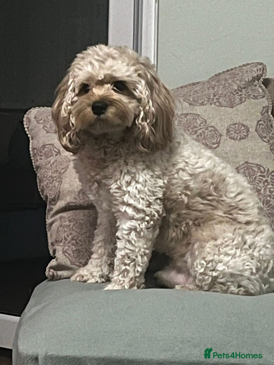 Cavapoo dogs for stud: Cavapoo for stud - Advert 2