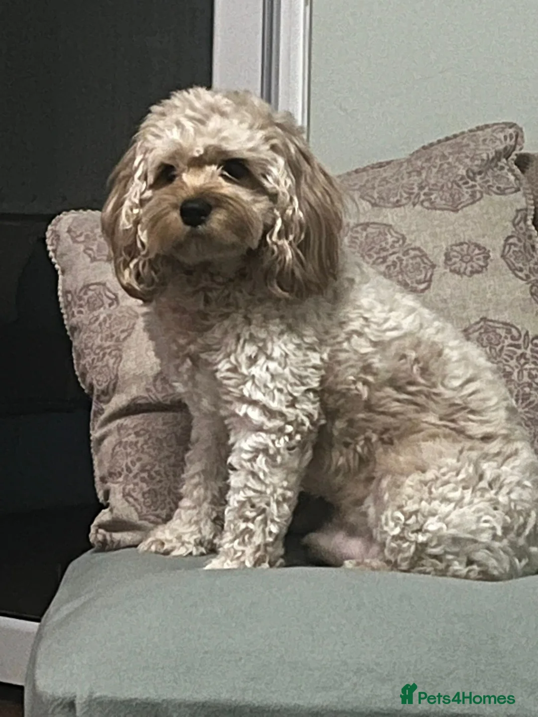 Cavapoo dogs for stud: Cavapoo for stud - Advert 2