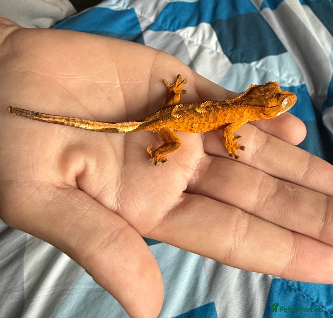 Gecko reptiles for sale: 2x baby crested gecko and full bioactive setup - Image 9