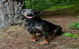 Dobermann dogs for sale: Beautiful puppy’s  - Image 2