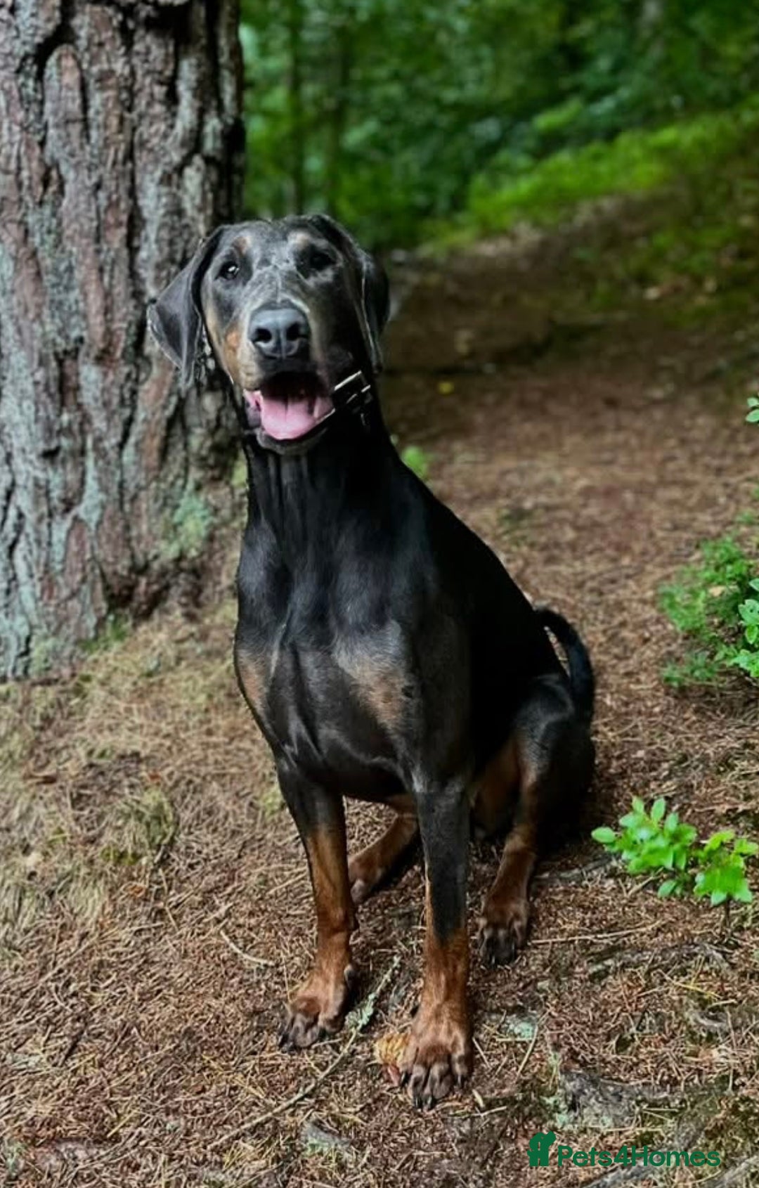 Dobermann dogs for sale: Beautiful puppy’s  - Image 2