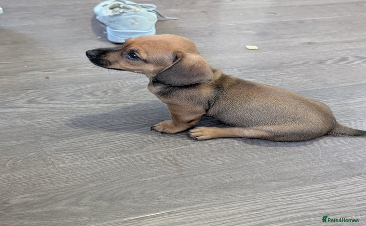 Dachshund dogs - Advert 9