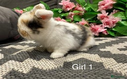 Mini Lop rabbits for sale: ⭐️ STUNNING PURE BRED MINI LOPS⭐️ - Image 6