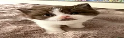 British Shorthair cats for sale: Cinnamon British Shorthair kittens  - Advert 6