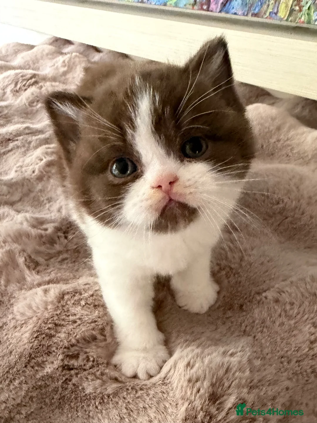 British Shorthair cats for sale: Cinnamon British Shorthair kittens  - Advert 6