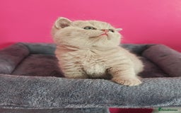 British Shorthair cats for sale: Stunning Teddy bear BSH kittens  GCCF  - Image 23