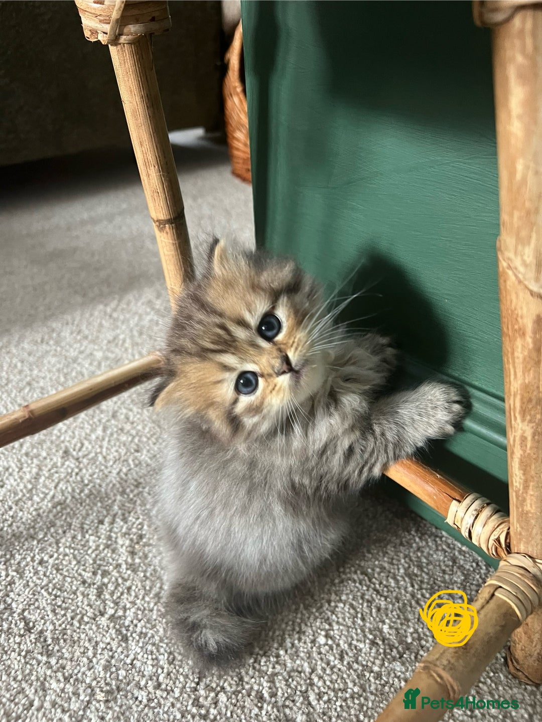 Mixed Breed cats for sale: Scottish fold kittens - Image 8