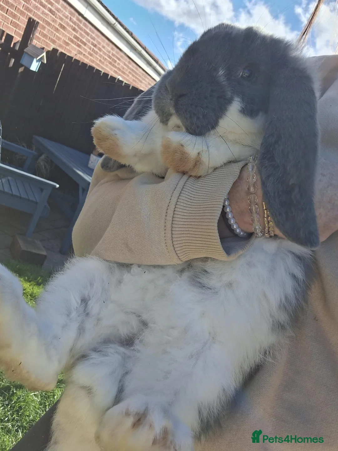 French Lop rabbits for sale: Giant French Lop Buck - Advert 1