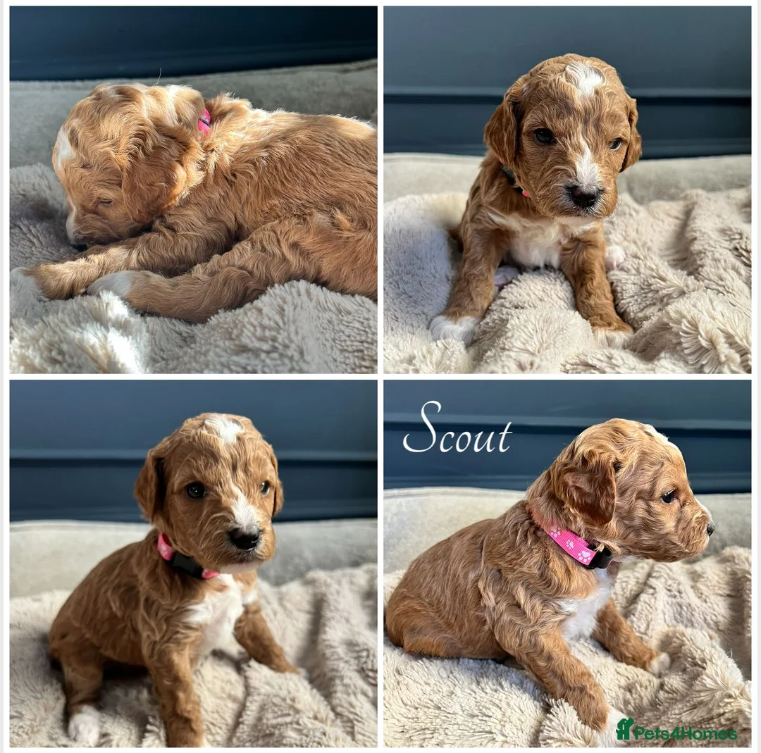 Mixed Breed dogs for sale: Exceptional Double Doodles for loving homes 🐾 - Advert 16