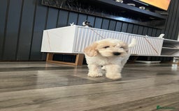 Cockapoo dogs for sale: Adorable Cockapoo Puppies Ready for Loving Homes - Image 5