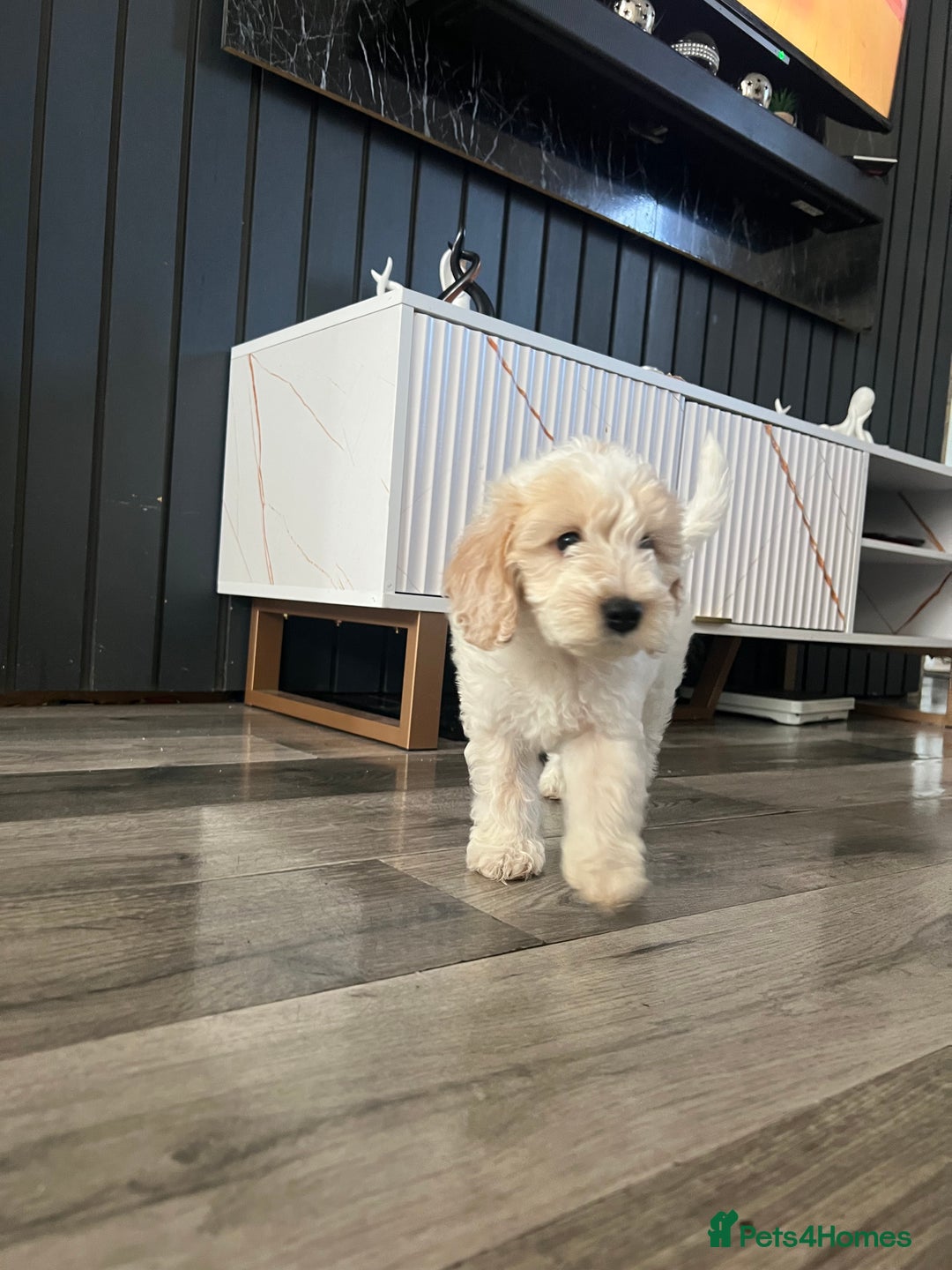 Cockapoo dogs for sale: Adorable Cockapoo Puppies Ready for Loving Homes - Image 5
