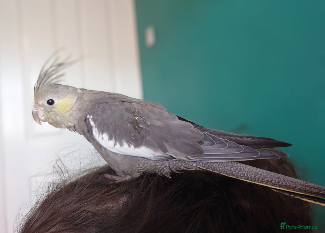 Cockatiels birds for sale: Hand reared semi tame DNA sexed baby cockatiel  in Worthing - Image 20