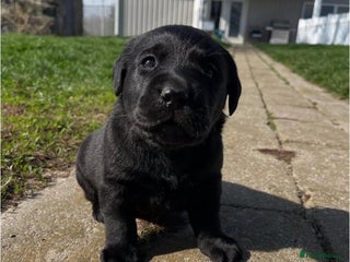 Labrador Retriever dogs - Advert 14