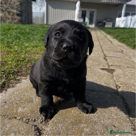 Labrador Retriever dogs - Advert 4