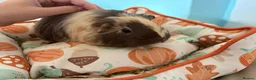 Guinea Pig rodents for sale: female guinea pig pairs - Advert 3