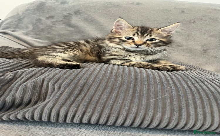 Mixed Breed cats - Advert 7