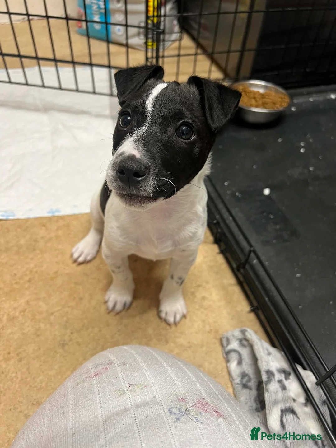 Jack Russell dogs for sale: Female Jack Russel  - Advert 1