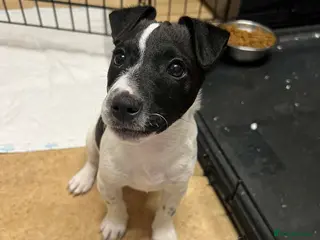 Jack Russell dogs Female Jack Russel - Advert 1