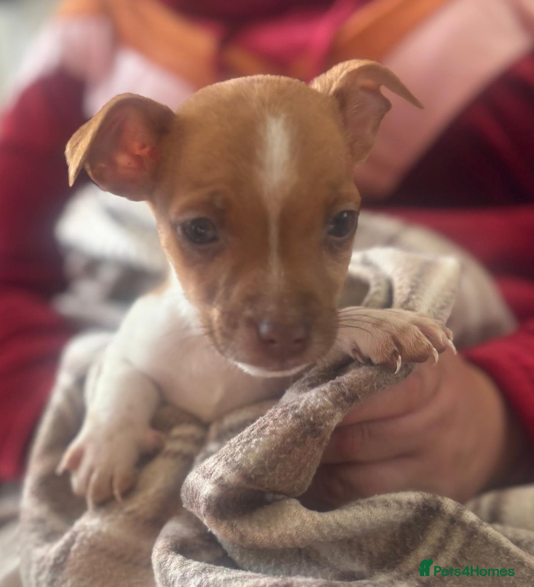 Mixed Breed dogs for sale: Jack Russell terrier puppies  - Image 5