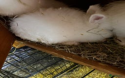 Lionhead rabbits for sale: Family of 6 rabbits for sale ready to leave now - Image 3
