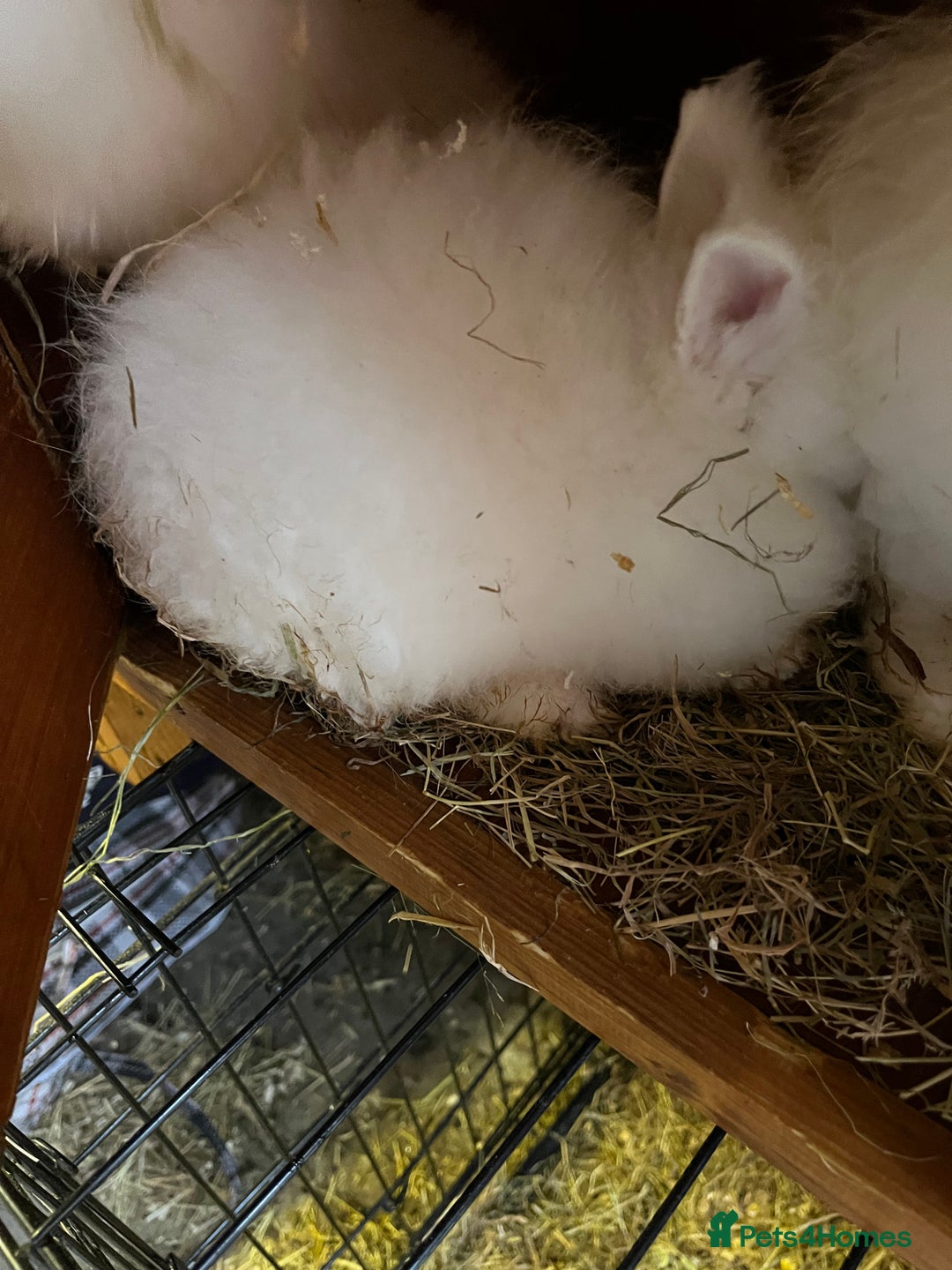 Lionhead rabbits for sale: Family of 6 rabbits for sale ready to leave now - Image 3