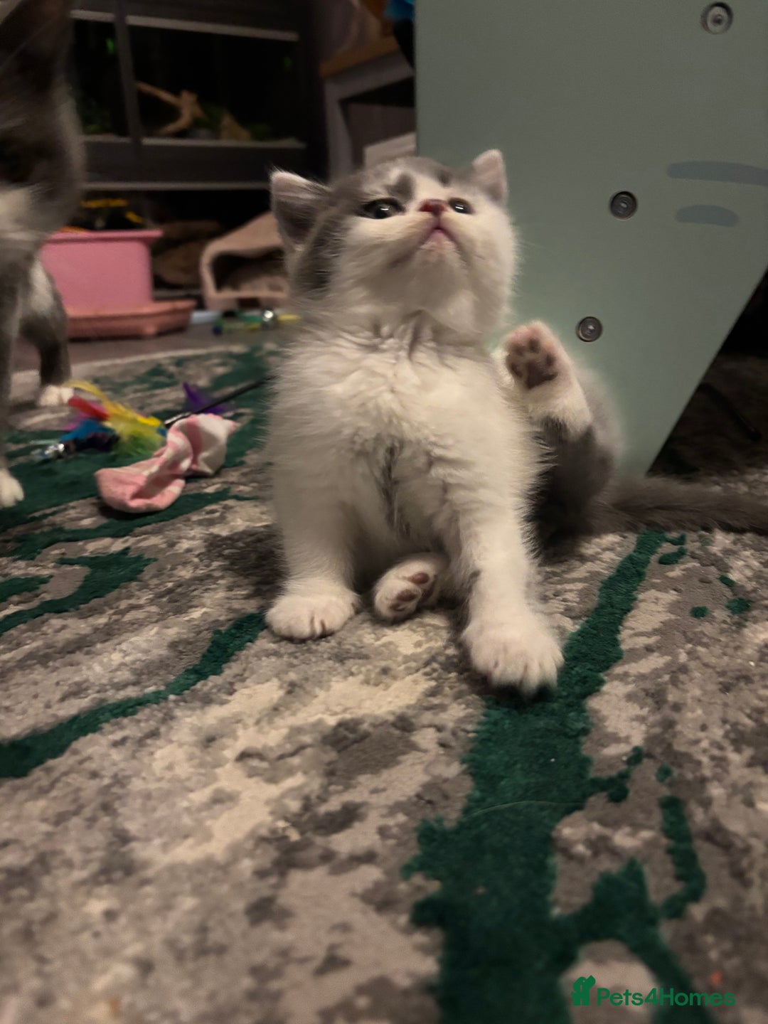 British Shorthair cats for sale: 2 sweet babies left!! - Advert 8