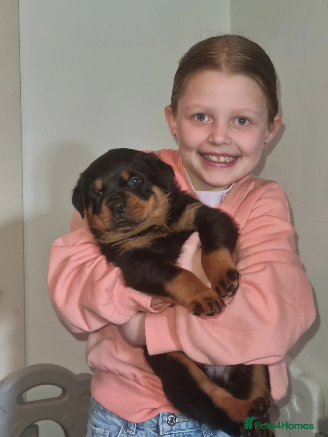 Rottweiler dogs for sale: Rottweiler pups  - Advert 2
