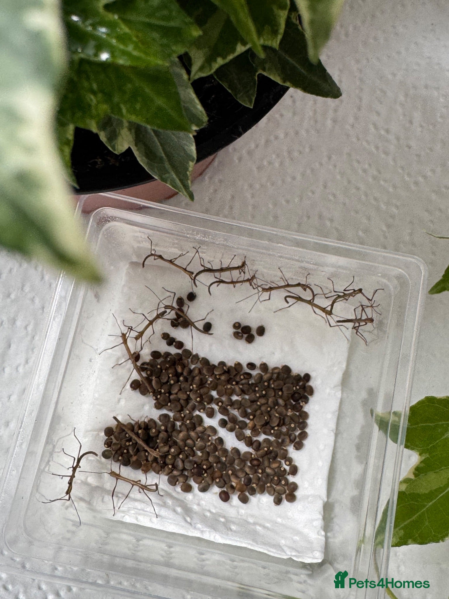 Stick Insects invertebrates 🌿 Indian Stick Insects - Eggs & Nymphs 🌿  - Advert 1