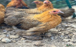 Chickens poultry for sale: *Partridge Pekin Bantam Hens* - Image 2
