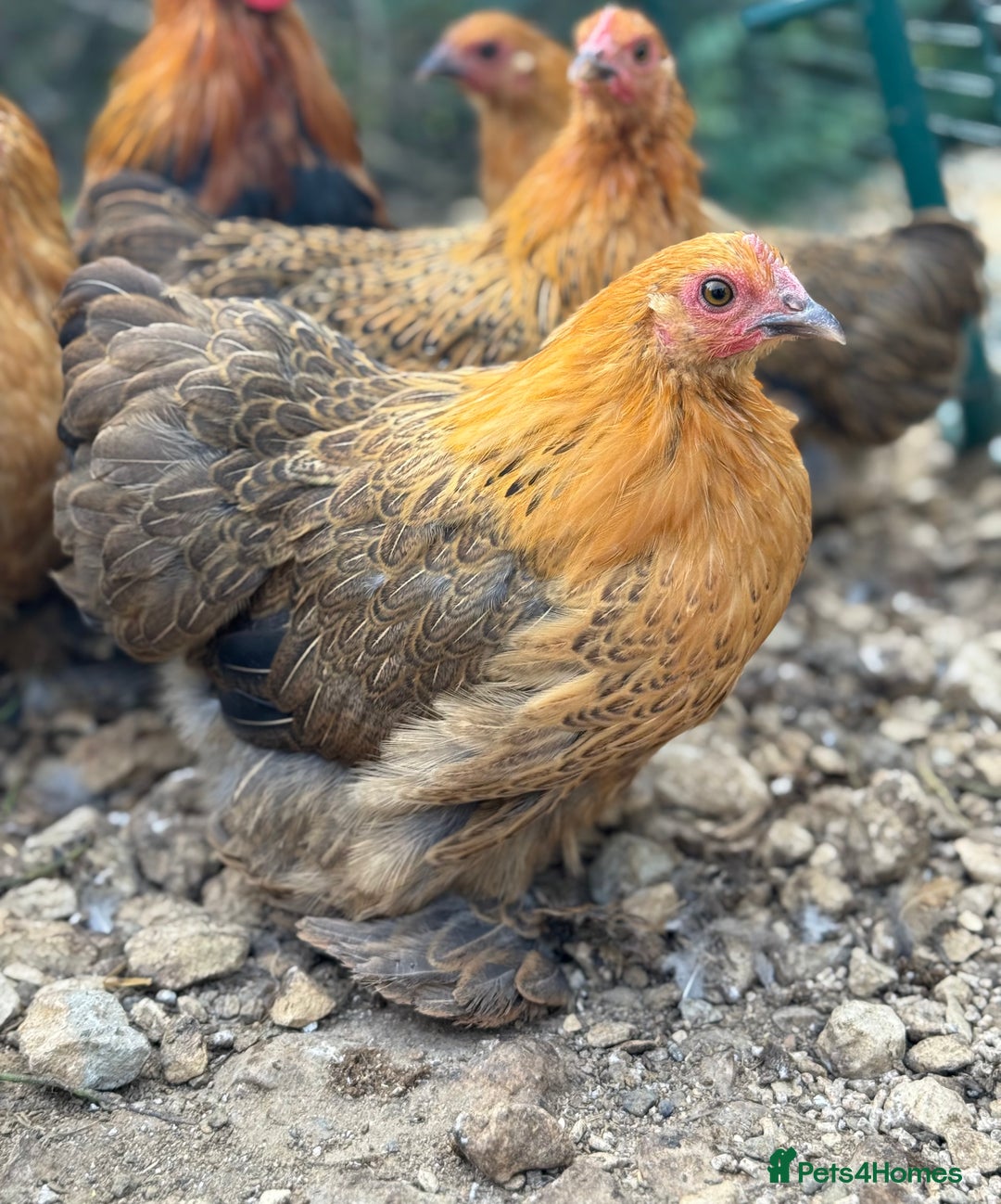 Chickens poultry for sale: *Partridge Pekin Bantam Hens* - Image 2