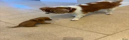 Cavalier King Charles Spaniel dogs for sale: Cavalier King Charles puppies  - Advert 23