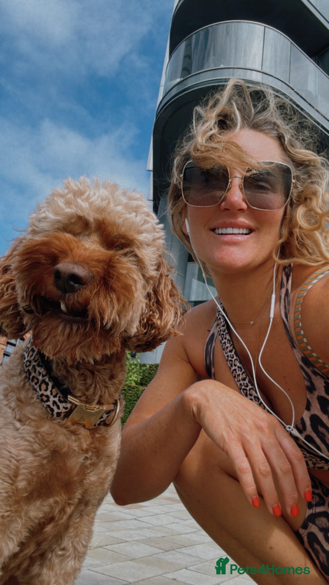 Labradoodle dogs for sale: A new loving active home needed :( - Advert 4