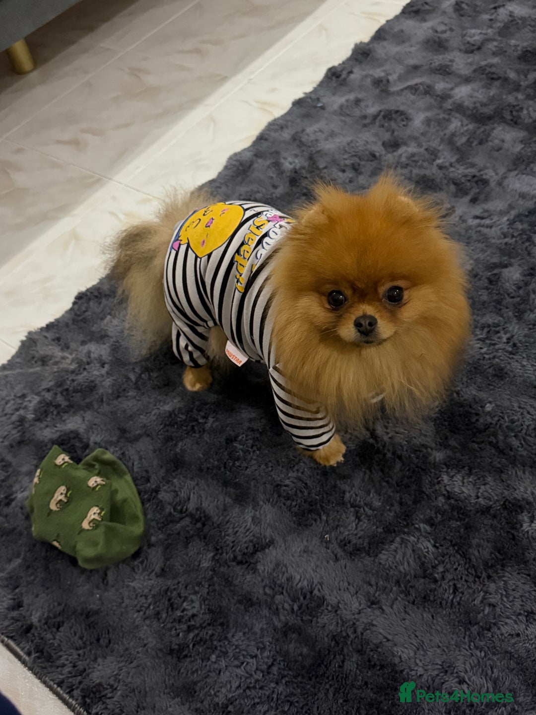 Pomeranian dogs for sale:  **  Russian blood lines sable Pom for sale 😍 - Advert 6