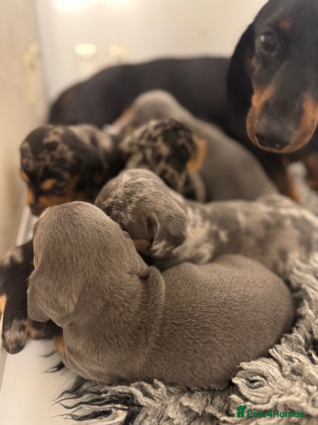Miniature Dachshund dogs for sale: 5⭐️ Licensed breeder. Kc reg Pra clear - Image 13