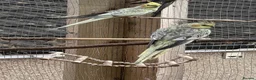 Cockatiels birds for sale: Baby cockatiels for sale in Appleby-in-Westmorland - Advert 4