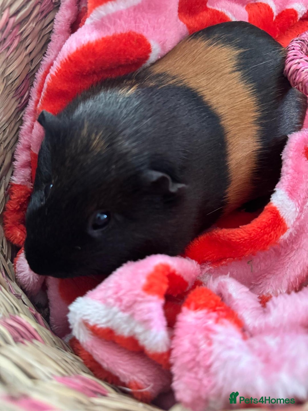 Guinea Pig rodents for sale: Guinea pigs bonded girls  - Image 2