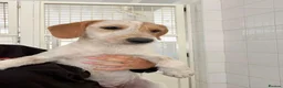Mixed Breed dogs for adoption: Heavenly Holly - Advert 4