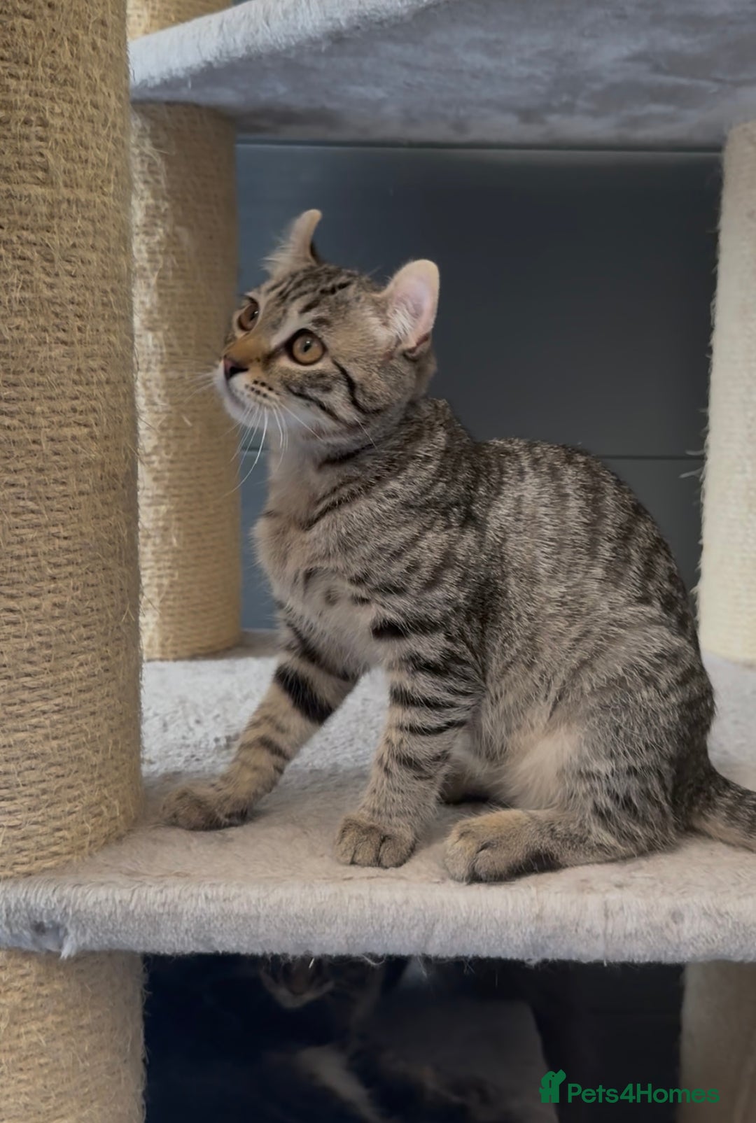 American Curl cats for sale: American curl tabby girl rare breed - Advert 2