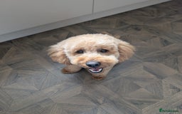 Cockapoo dogs for sale: 16 Month Old Cockapoo - Image 4