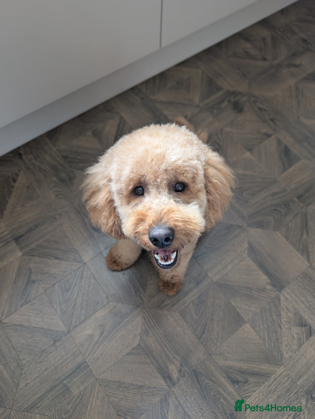 Cockapoo dogs for sale: 16 Month Old Cockapoo - Image 4